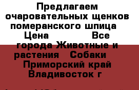 Предлагаем очаровательных щенков померанского шпица › Цена ­ 15 000 - Все города Животные и растения » Собаки   . Приморский край,Владивосток г.